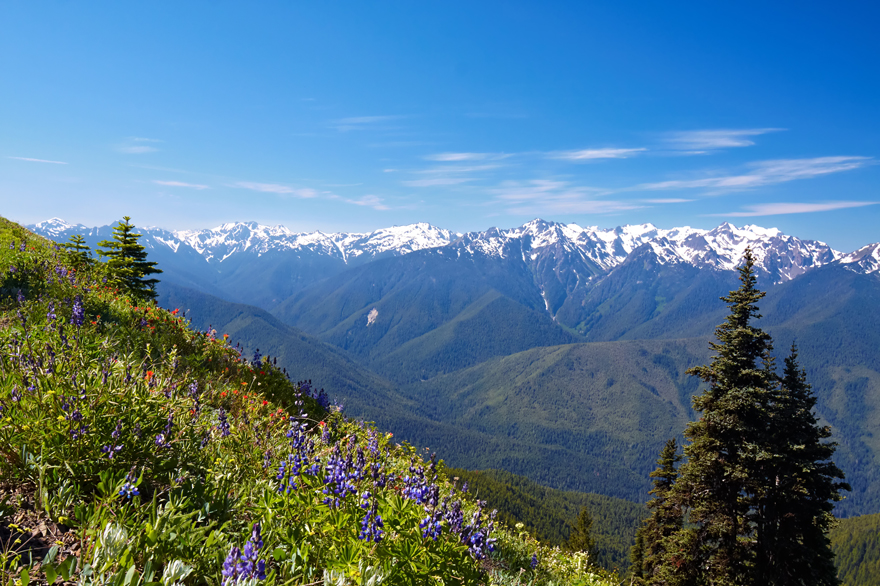 Hurricane Ridge provides magnificent views of the mountains on the way to Kalaloch Lodge.
