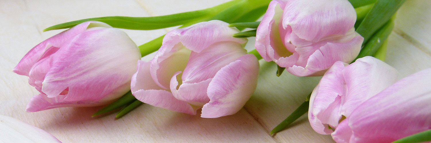 Pink tulips on display
