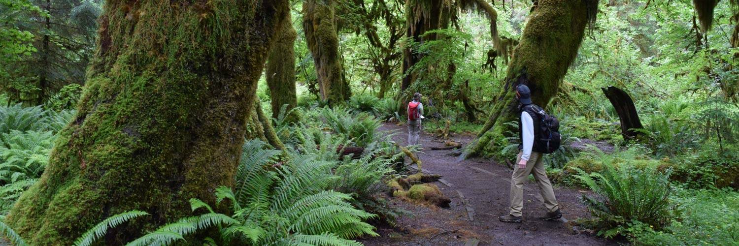 A group of hikers exploring Hoh Rain Forest in Olympic National Park
