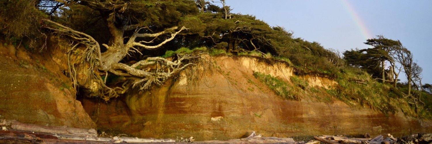 Visit the infamous "Tree of Life" (aka Tree Root Cave) when you explore Kalaloch!