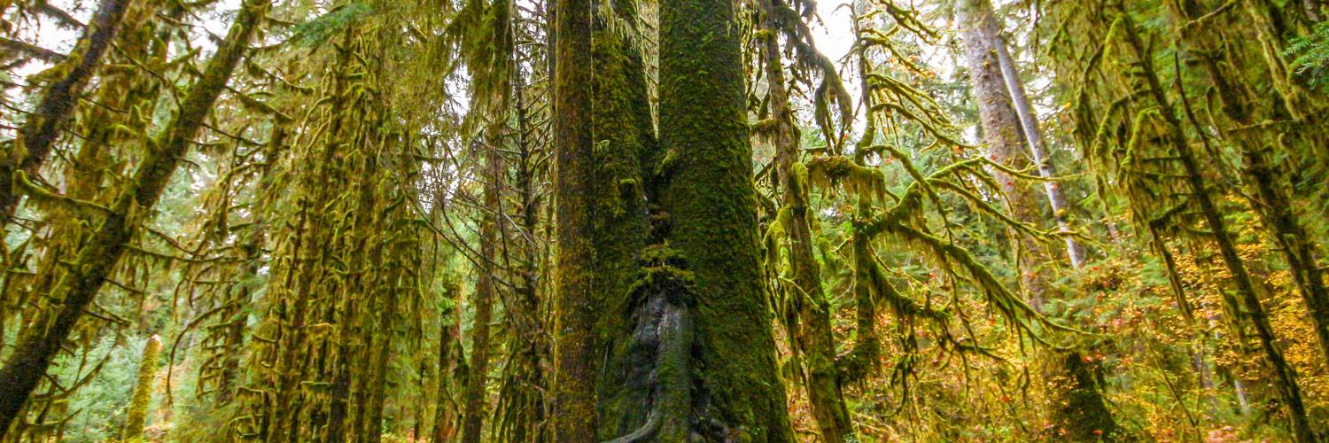 Explore exciting activities from Kalaloch Lodge, including the Hoh Rainforest in Olympic National Park.