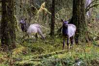 Two elk in the Hoh Rainforest at Olympic National Park
