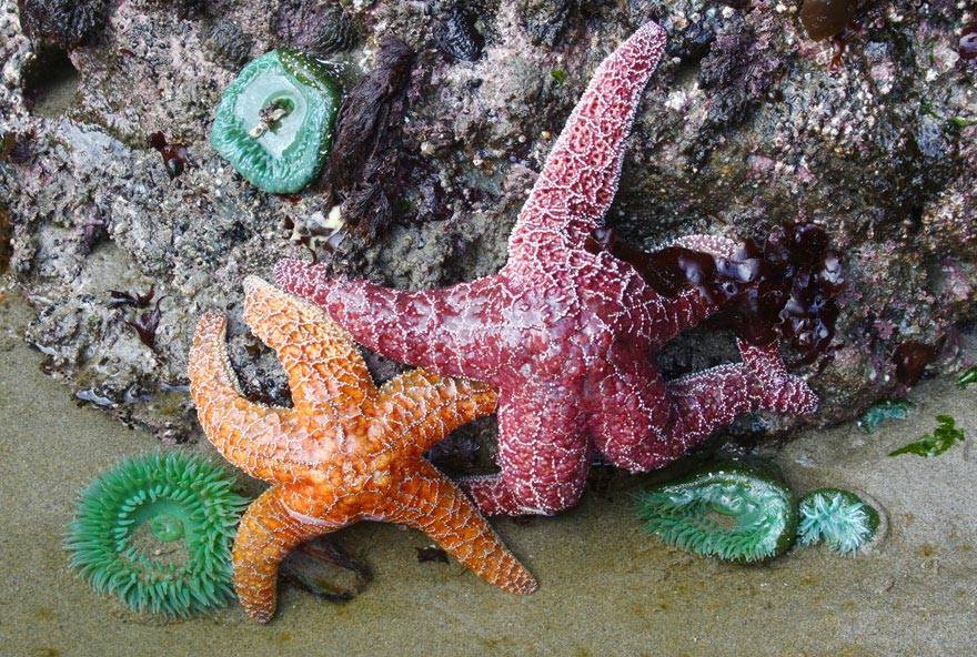 Discover colorful starfish, anemones, and more while tide pooling near Kalaloch Lodge.
