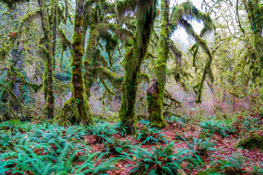 The Hoh Rainforest in Olympic National Park is close to Kalaloch Lodge.