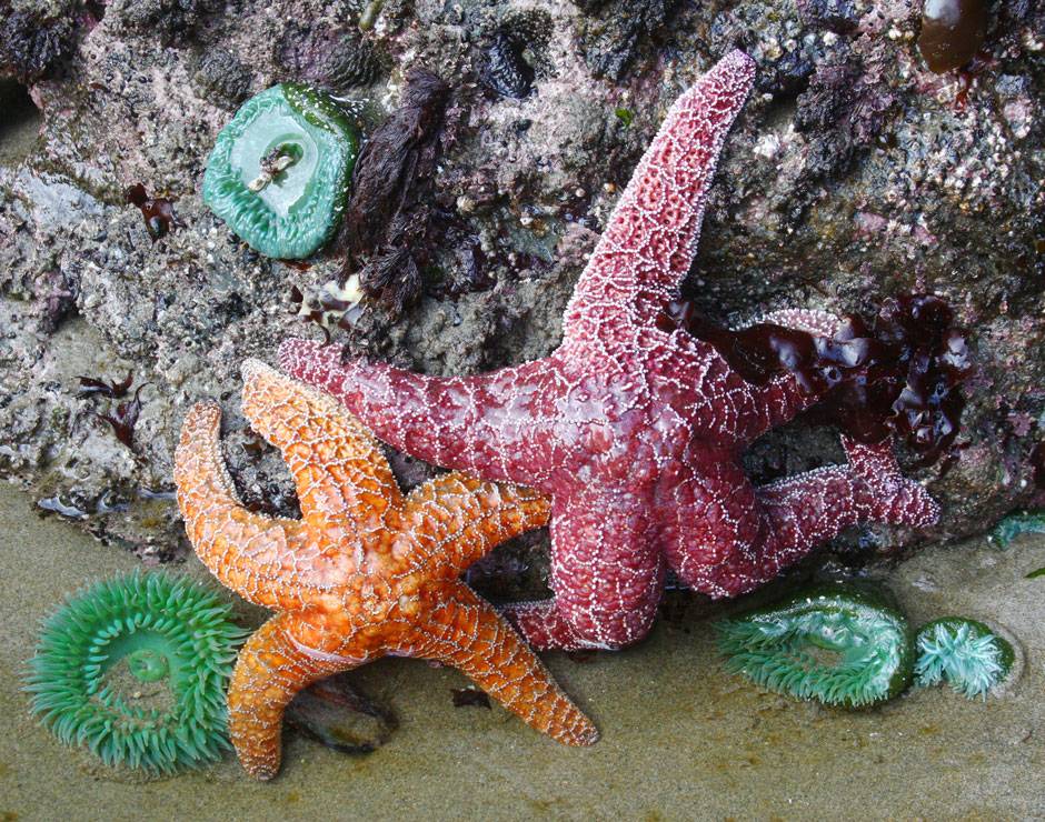 Explore all the things to do at Kalaloch, including tide pooling to see beautiful starfish, anemones & more.