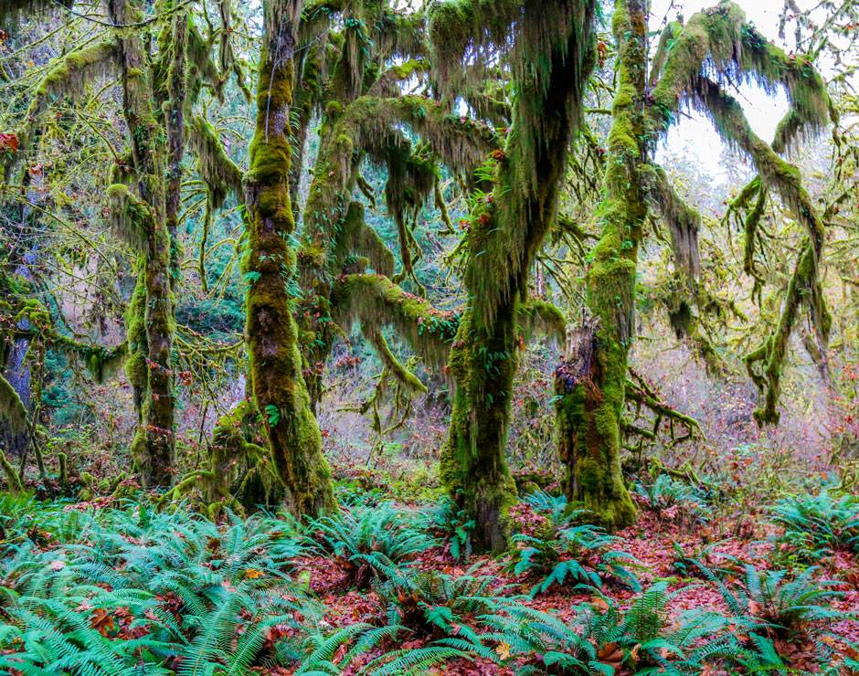 Explore the many things to do in Olympic National Park from Kalaloch Lodge, including the enchanting Hoh Rainforest.