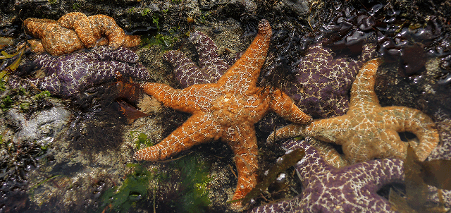 Various orange and purple starfish clustered together on rocks in a shallow tide pool at Olympic National Park.