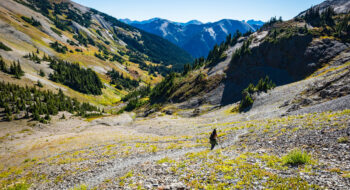 A hiker walks along a rocky mountain trail in Olympic National Park surrounded by green slopes and distant peaks.