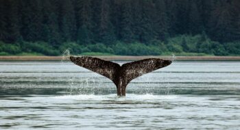 A whale’s tail fin splashes above the water’s surface near a forested shoreline.