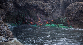 Colorful sea anemones and starfish cling to rocky tide pools at the edge of Olympic Peninsula.