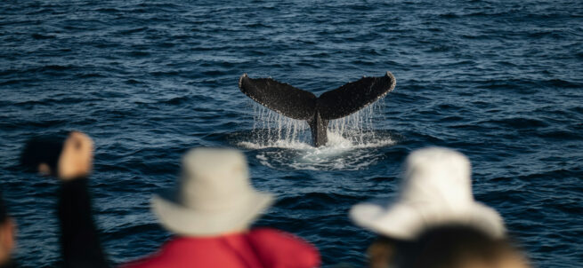 People watch and photograph a whales tail emerging from the ocean water.