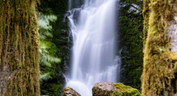 A tall waterfall cascades over mossy rocks in Quinault Rain Forest.