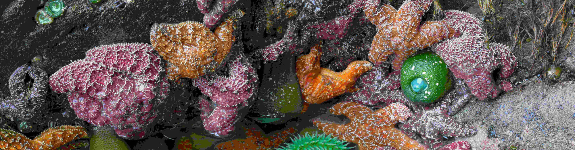 Tide Pooling in Olympic National Park - Kalaloch Lodge