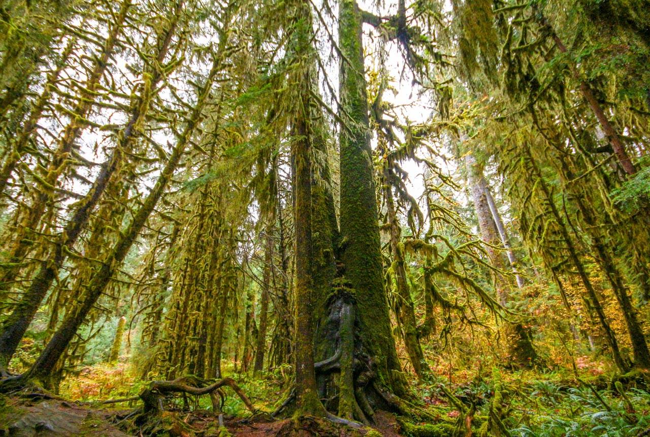 With the Hoh Rainforest at our back door, we take our commitment to the environment seriously at Kalaloch Lodge.