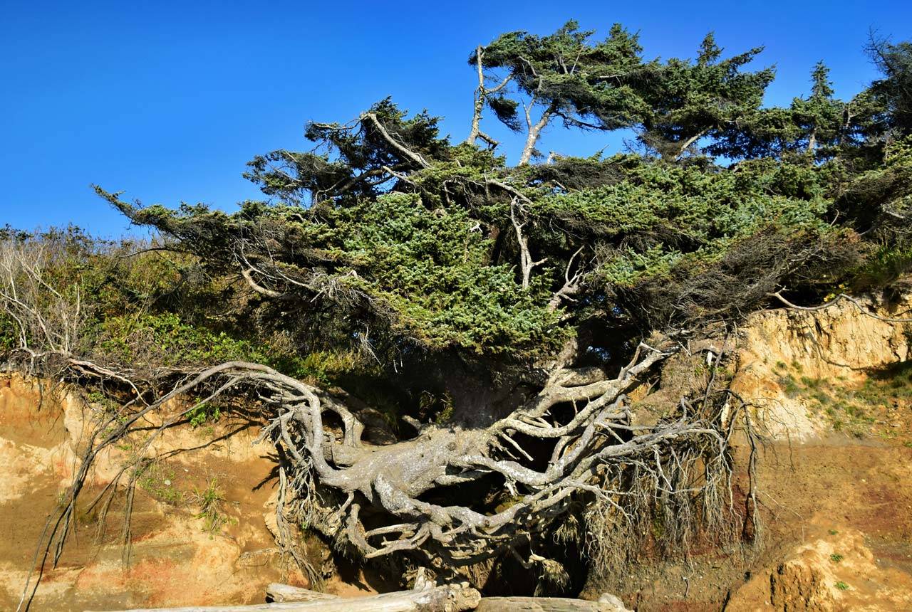 The Tree of Life near Olympic National Park