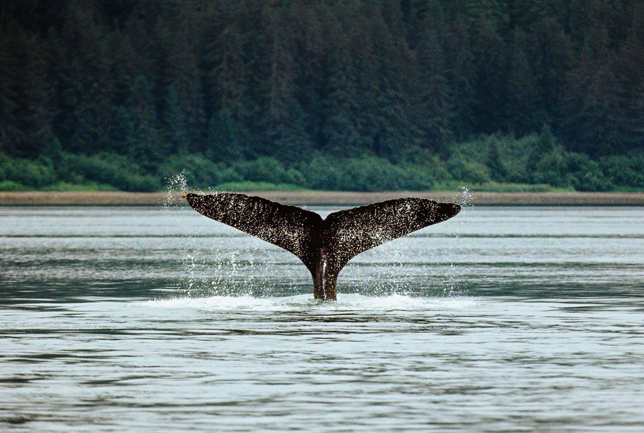 A whale tail sticking out of the water