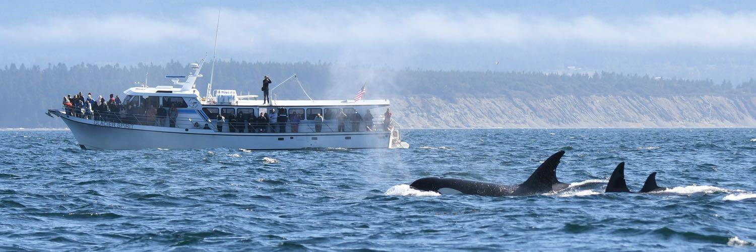 Whale watching with Puget Sound Express