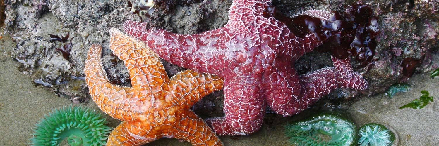 Discover colorful starfish, anemones and more while tide pooling near Kalaloch Lodge.