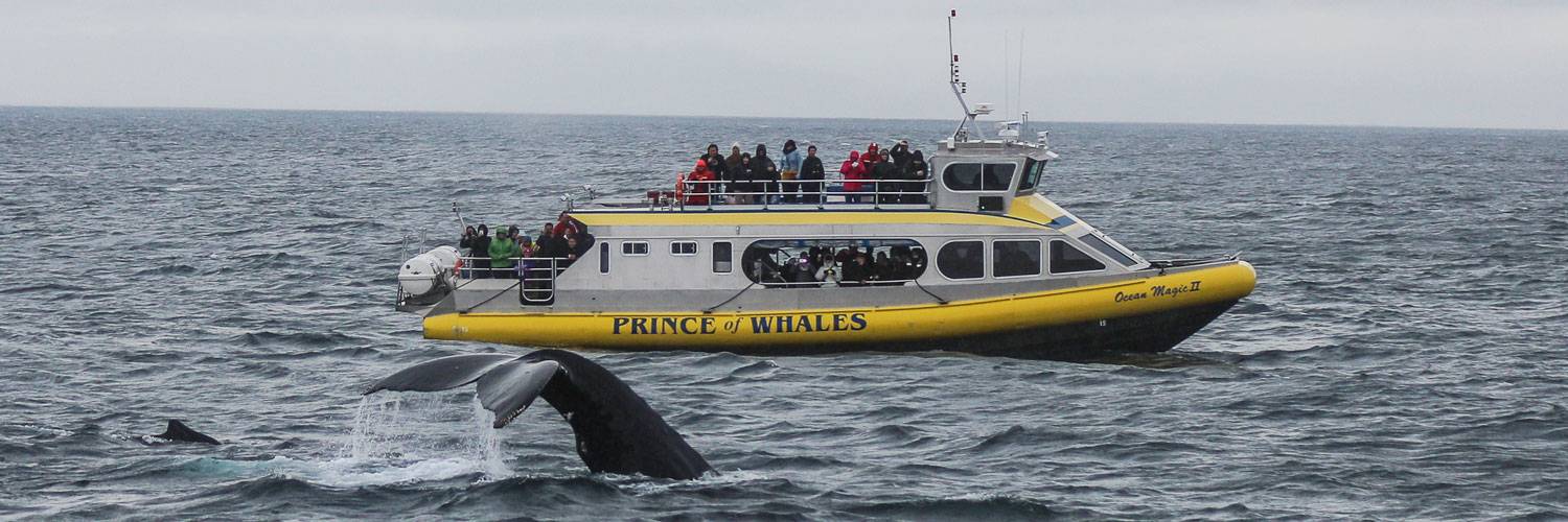 Whale watching from Kalaloch Lodge is among the best places to see majestic gray whales migrating from Baja California up to the Bering Strait.
