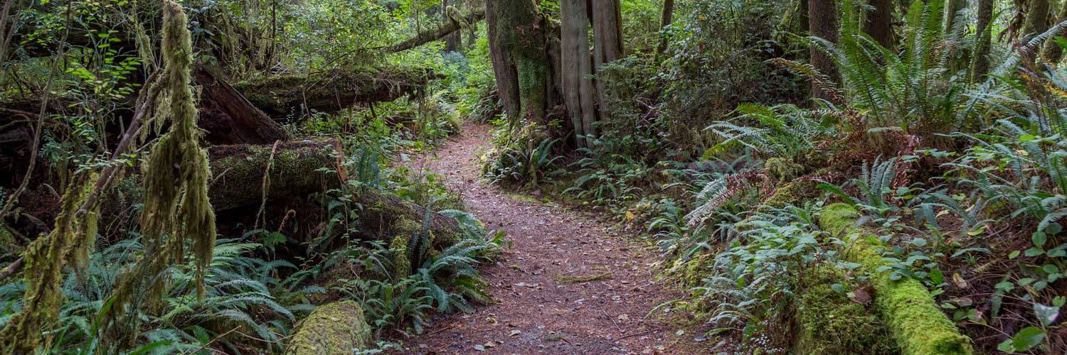 Enjoy an Olympic National Park audio tour on your mobile phone for a guide to Olympic