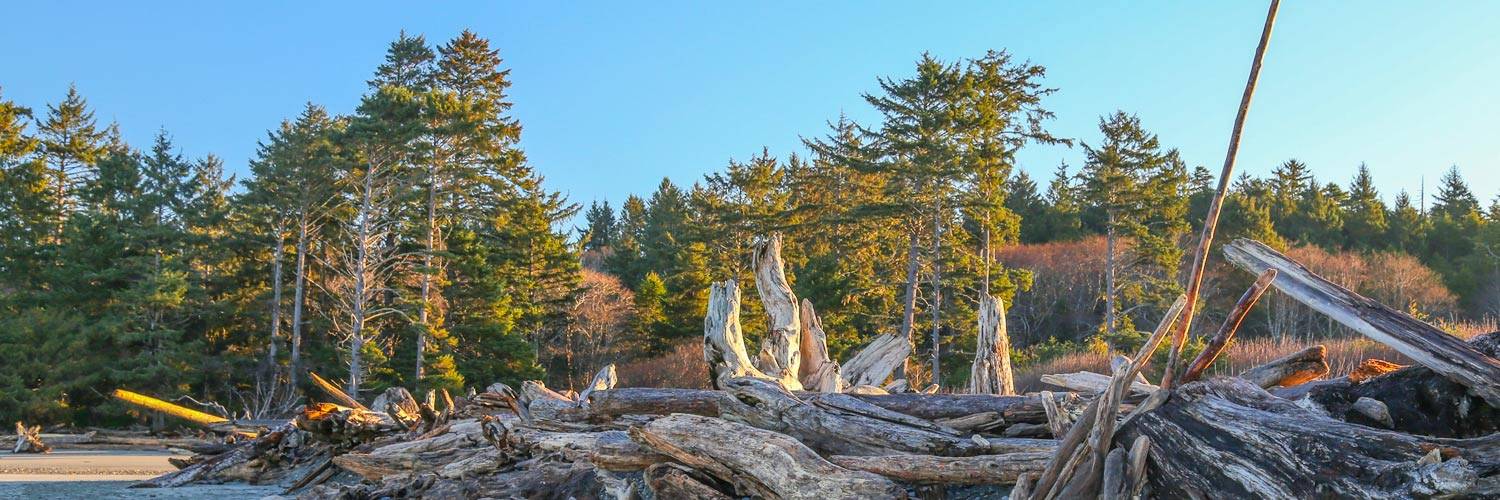 Giant driftwood logs near Kalaloch Lodge form sculptures in the golden light of sunrise.