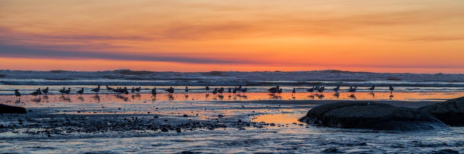 Birds line up to enjoy a classic coastal sunset near Kalaloch Lodge.