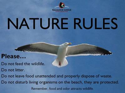 Please do not feed the wildlife, do not litter, do not leave food unattended and properly dispose of waste, and do not disturb living organisms on the beach