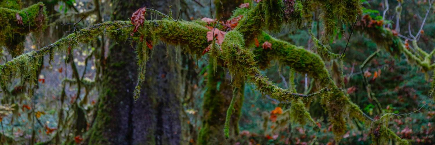 Hike the nearby Hoh Rainforest while taking advantage of package offers at Kalaloch Lodge.