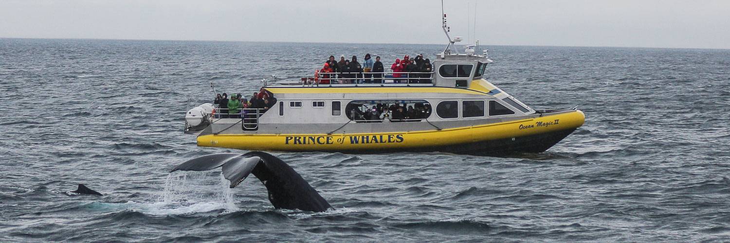 Olympic National Park has amazing whale watching.