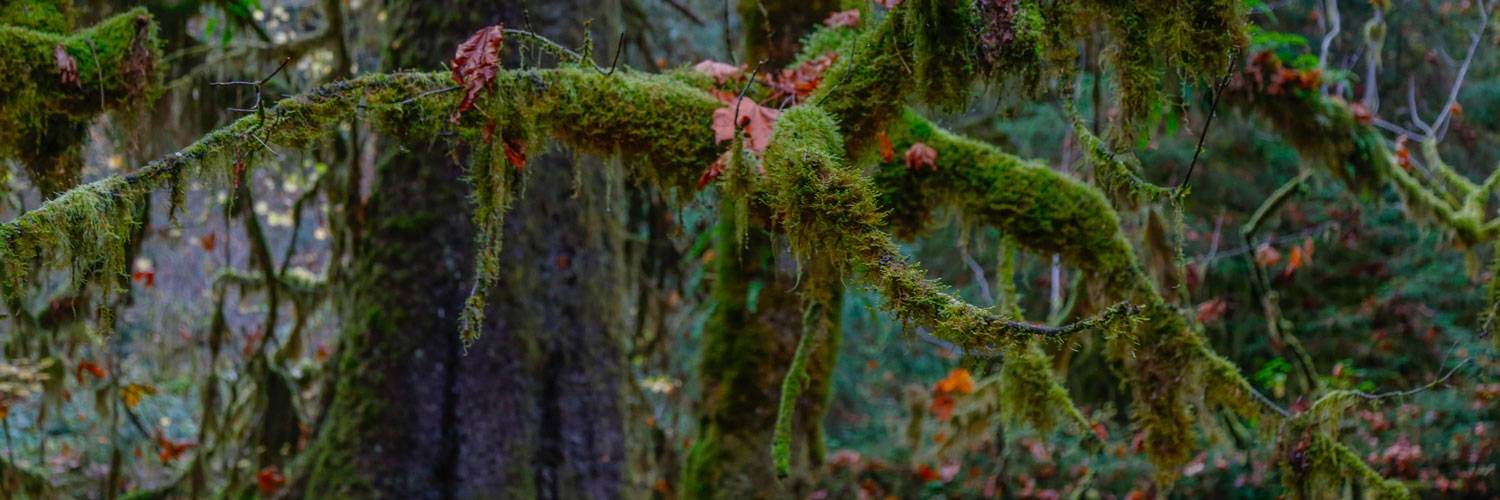 The Hoh Rainforest in Olympic National Park is close to Kalaloch Lodge.