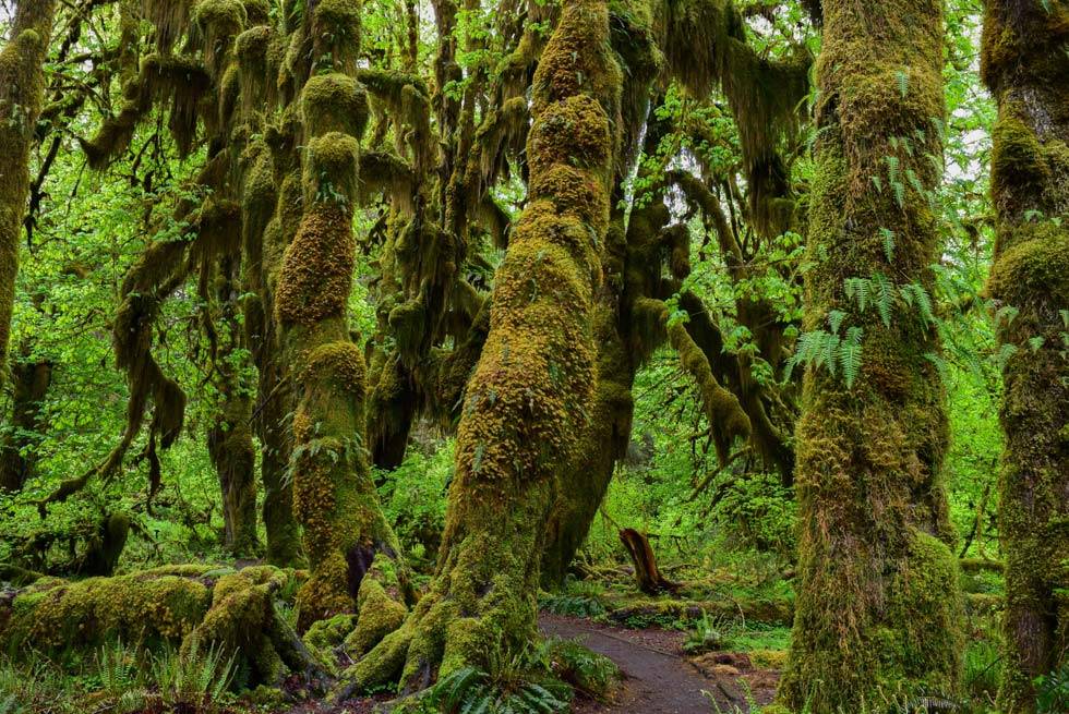 The Hoh Rain Forest in Olympic National Park