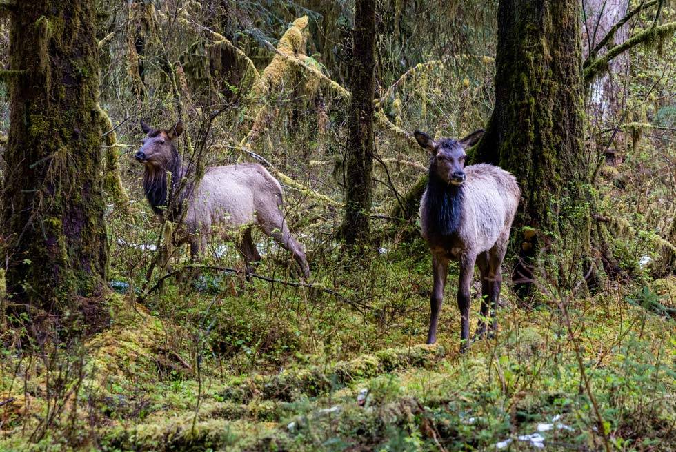 Two elk in the Hoh Rainforest at Olympic National Park