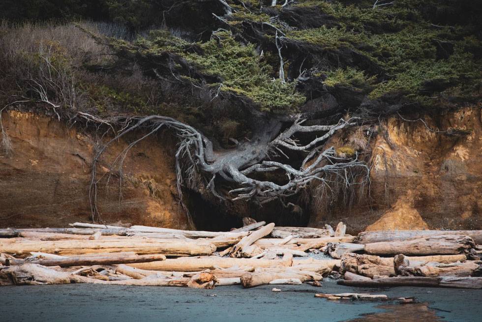 The Tree of Life just north of Kalaloch Lodge on the Olympic peninsula