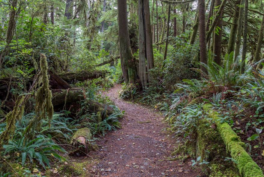 Get an Olympic National Park audio tour to guide you down paths like these in the Hoh Rainforest.