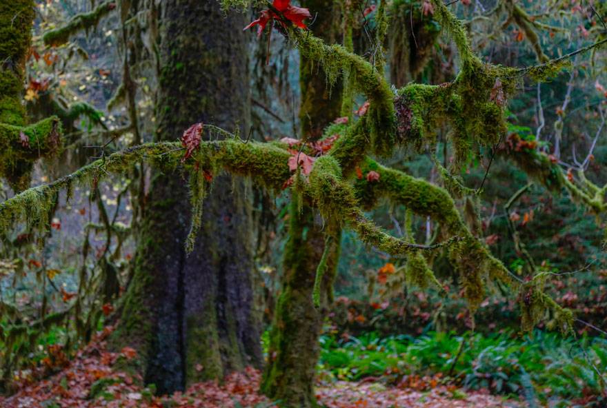 The Hoh Rainforest in Olympic National Park is close to Kalaloch Lodge.