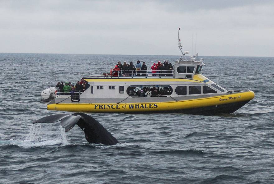 Whale watching from Kalaloch Lodge is among the best places to see majestic gray whales migrating from Baja California up to the Bering Strait.
