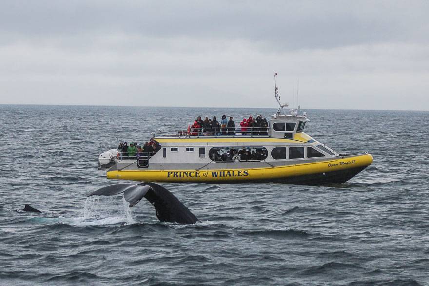 Whale watching from Kalaloch Lodge is among the best places to see majestic gray whales migrating from Baja California up to the Bering Strait.