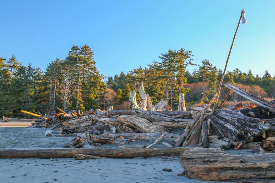 Giant driftwood logs near Kalaloch Lodge form sculptures in the golden light of sunrise.