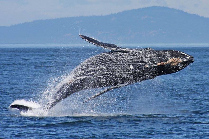 A breaching whale off the coast of Olympic National Park
