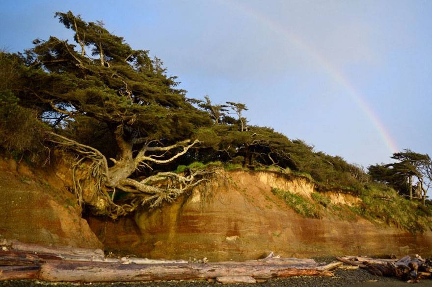 Tree of Life in Olympic National Park