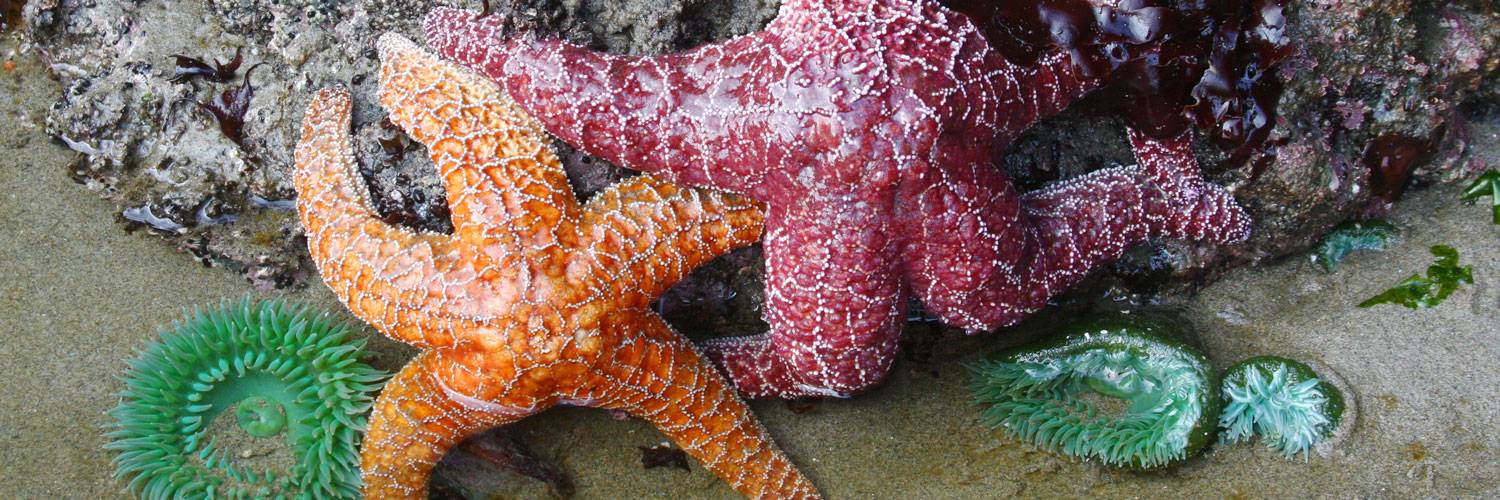 Discover colorful starfish, anemones and more while tide pooling near Kalaloch Lodge.